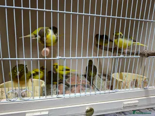 Canaries birds Fife canaries - Advert 15