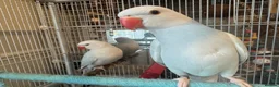 Ringnecks birds for sale: Silly tame baby white and bluish indiam ringneck in London - Advert 3