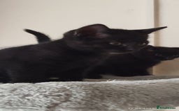 British Shorthair cats for sale: Rare Chocolate & Black Kittens – Ready Now 🐾 - Image 16