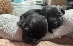 Mixed Breed dogs for sale: YOUR NEW BEST FRIEND IS WAITING!  - Image 33