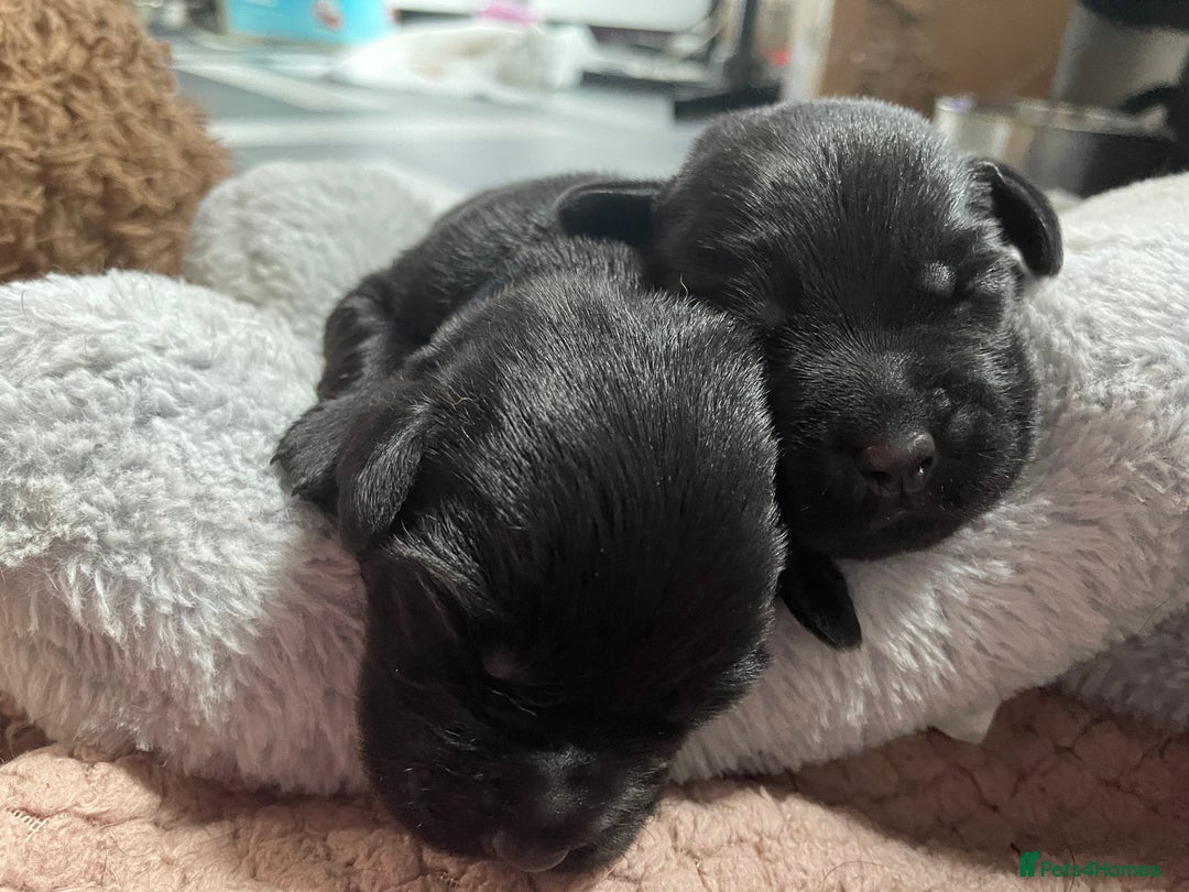Mixed Breed dogs for sale: YOUR NEW BEST FRIEND IS WAITING!  - Image 33