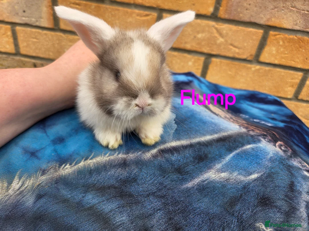 Mini Lop rabbits for sale: Adorable mini lops  - Advert 4