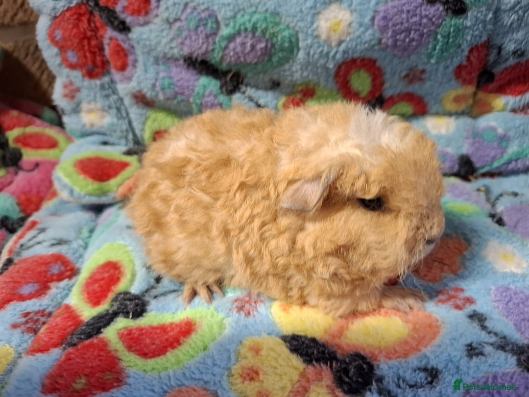 Guinea Pig rodents for sale: Baby Longhaired Brothers/Teddies Available RTR - Image 16