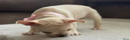 French Bulldog dogs for sale: ONLY 3 LEFT! Beautiful KC Reg French Bulldog Pups - Advert 12