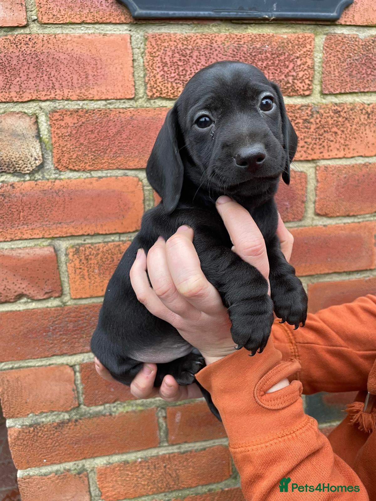 Miniature Dachshund dogs Miniature Dachshund puppies  - Advert 3
