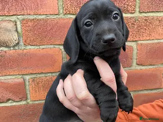 Miniature Dachshund dogs Miniature Dachshund puppies - Advert 3