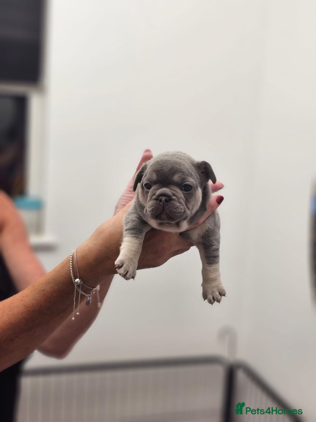 French Bulldog dogs for sale: 6 French Bulldog puppies (3 girls, 3 boys) - Image 10