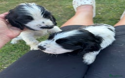 Cocker Spaniel dogs for sale: READY NOW Show potential cocker pups black white in Birmingham - Image 2