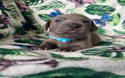 Mixed Breed dogs for sale: Beautiful Daffys - staffy cross dachshund  - Image 2