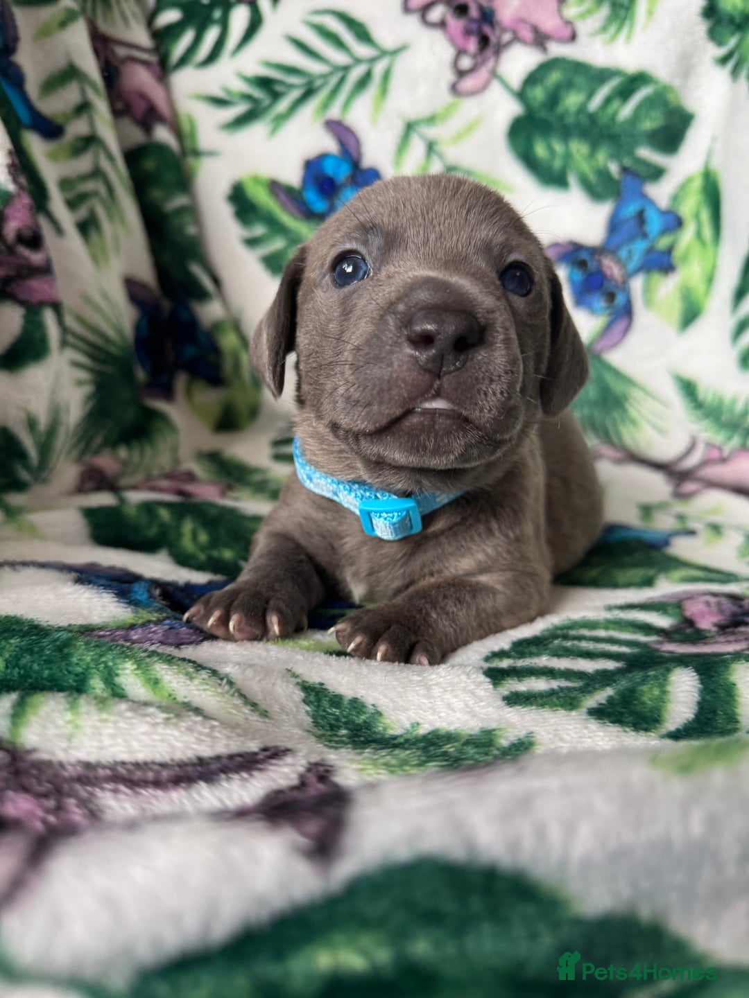Mixed Breed dogs for sale: Beautiful Daffys - staffy cross dachshund  - Image 2