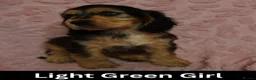 Cocker Spaniel dogs for sale: Quality, Show Type, Cocker Spaniel Puppies - Advert 13