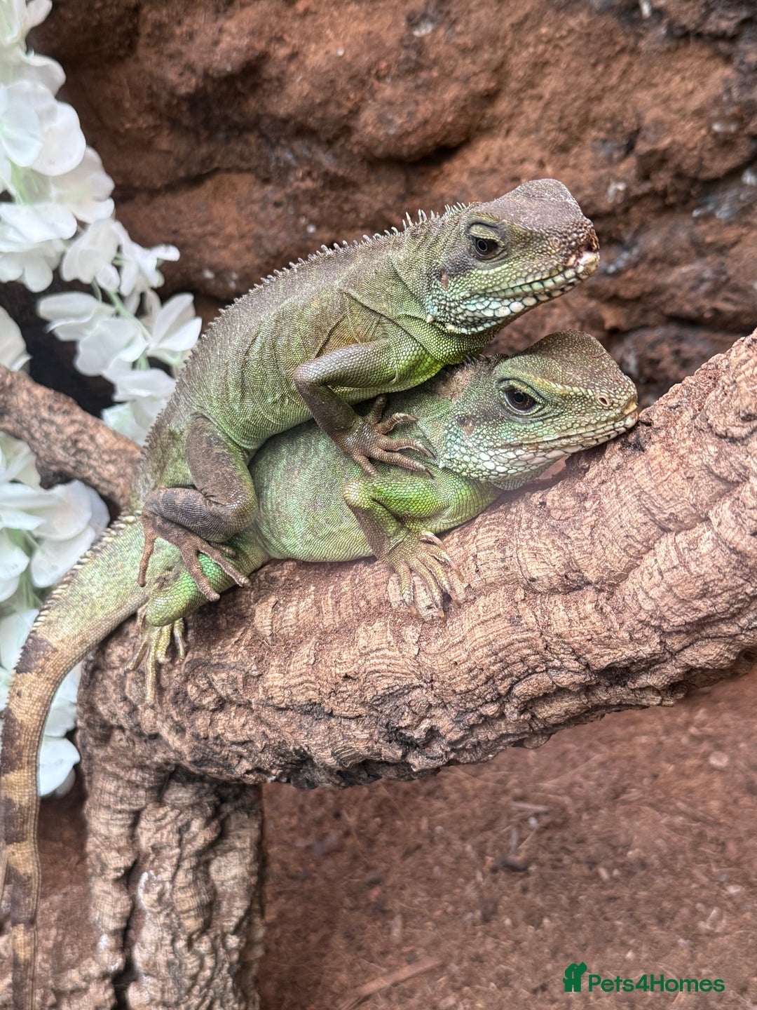 Dragon reptiles for sale: 3 Chinese water dragons 1 male 2 female - Advert 4