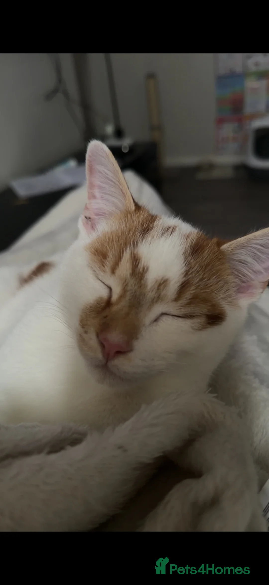 Domestic Shorthair cats for sale: 5-6 month old kitten  in Sheffield - Advert 1