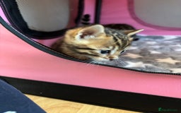 Bengal cats for sale: Supreme Grand Champion TICA bengal kittens  - Image 8