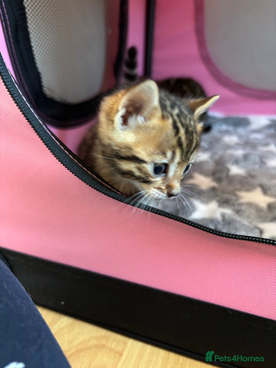 Bengal cats for sale: Supreme Grand Champion TICA bengal kittens  - Image 8