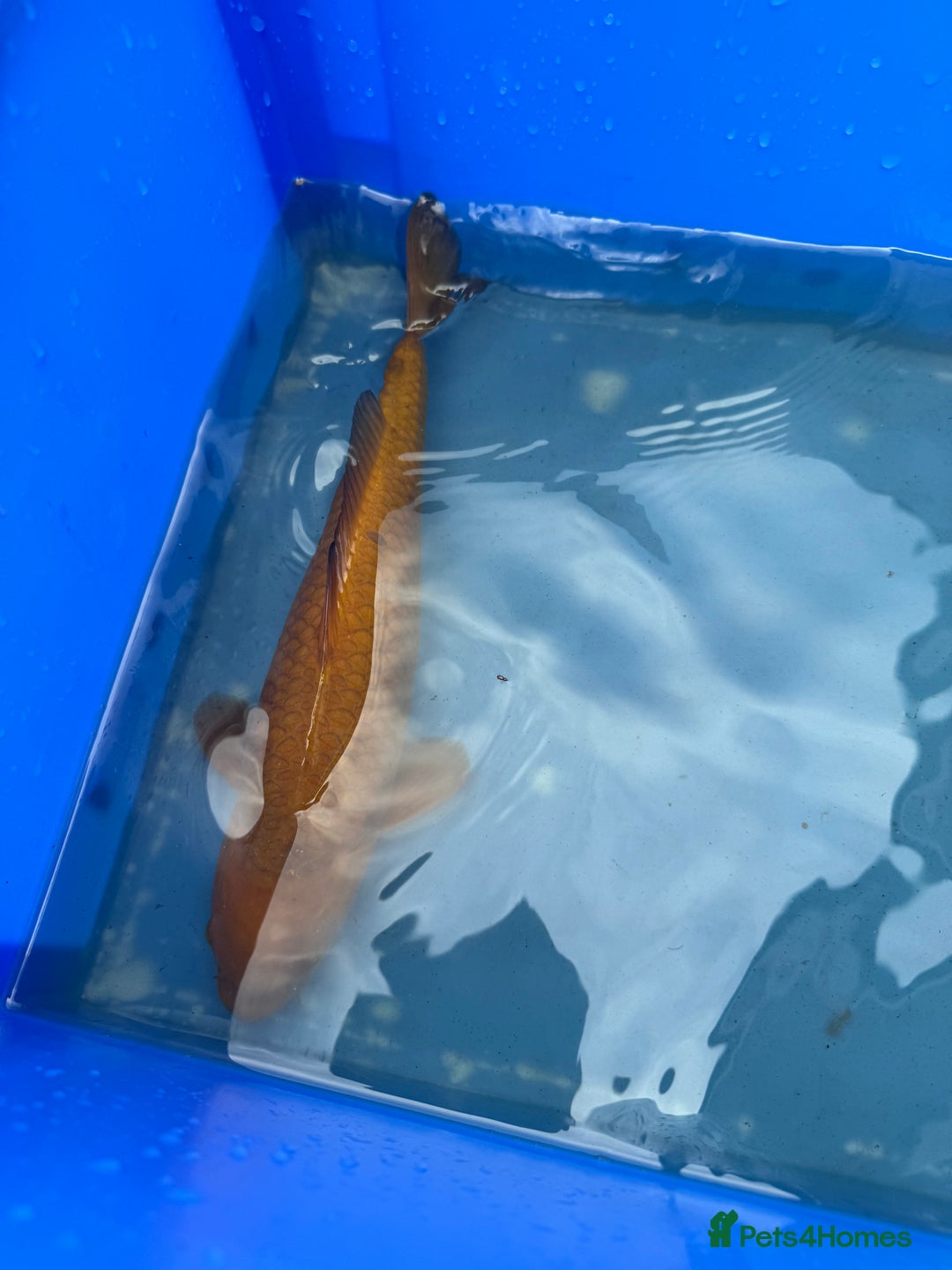 Koi Carp fish for sale: 1 x kujaku koi 1 x chagoi koi - Image 5