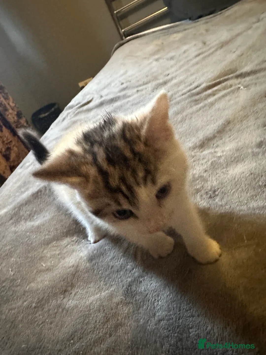 Mixed Breed cats for sale: Playful kitten ready to find a home (9 weeks) - Advert 5