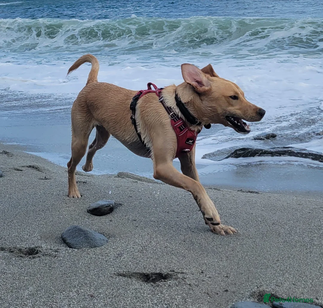 Labrador Retriever dogs for stud: White lab for stud - Advert 1