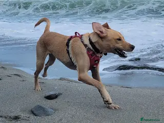 Labrador Retriever dogs White lab for stud - Advert 1