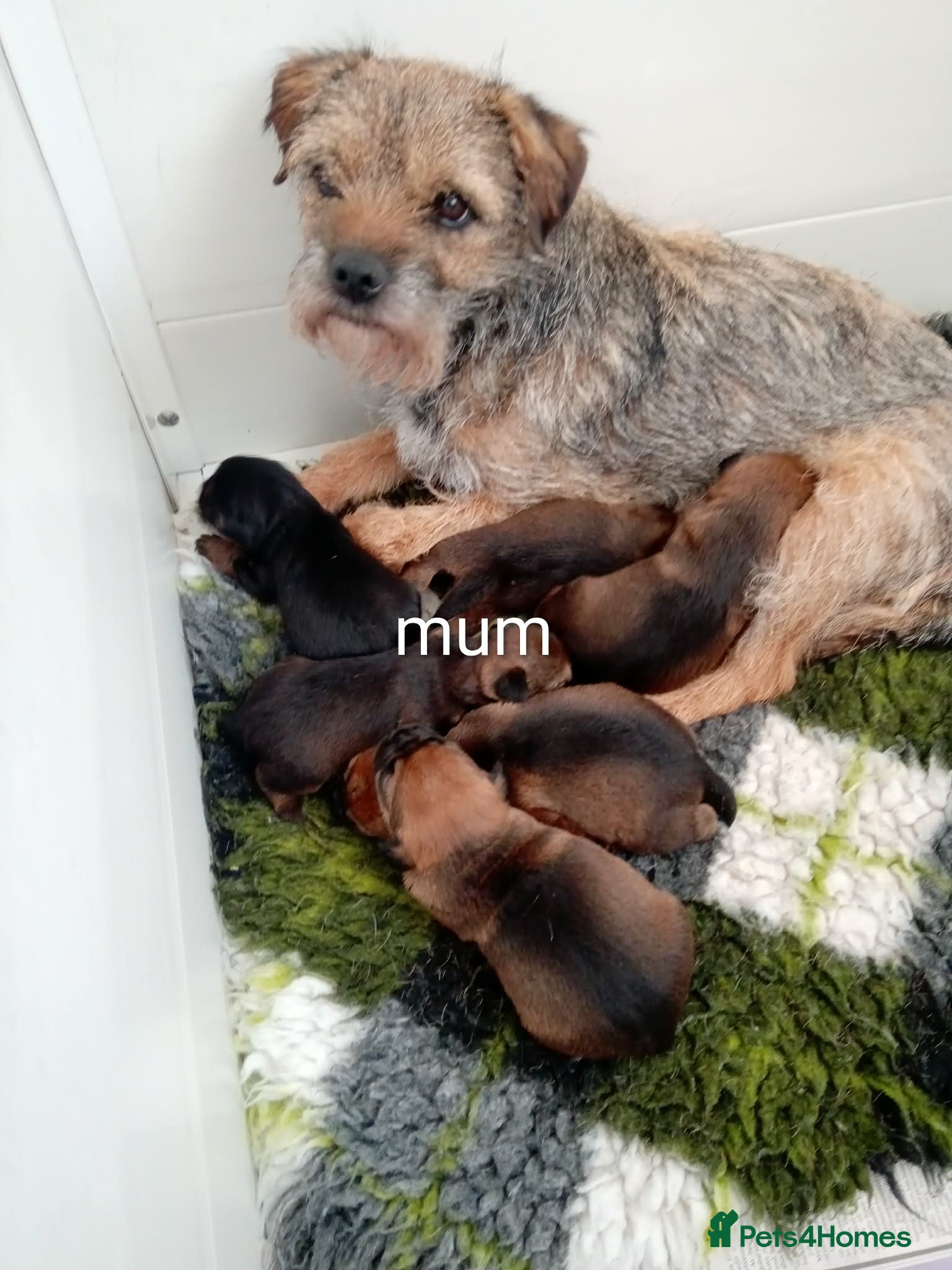 Border Terrier dogs Kc border terrier puppies  - Advert 1