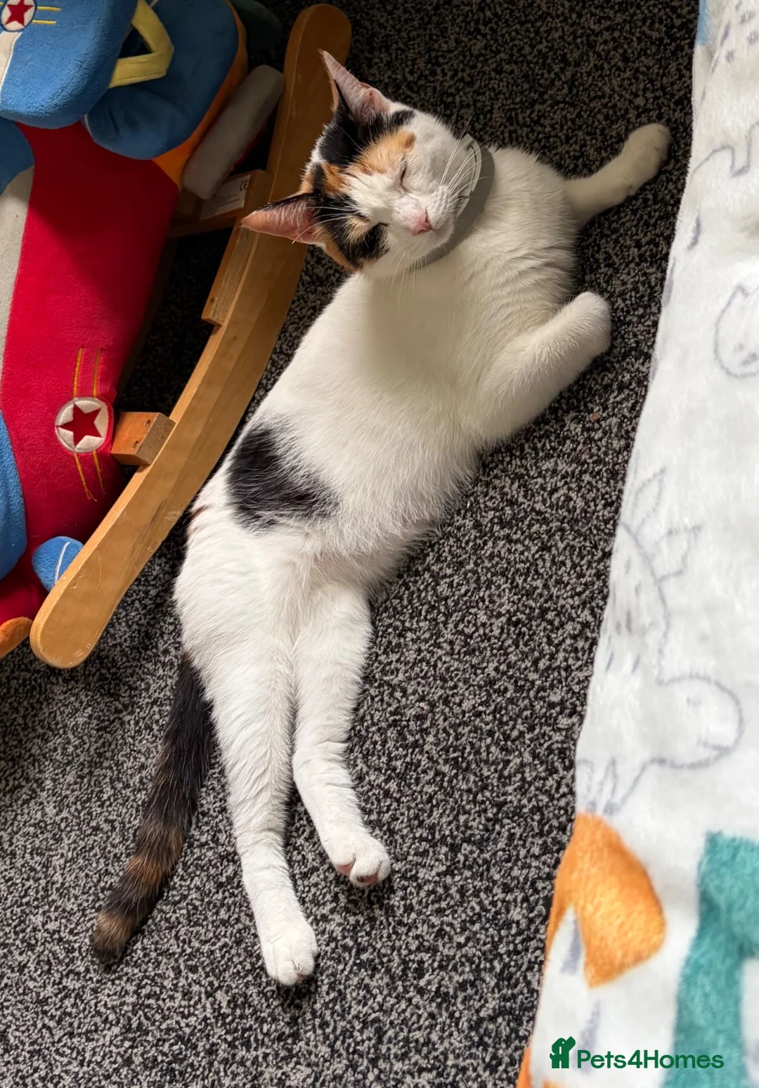Mixed Breed cats for sale: Male kitten for sale £20 - Advert 2