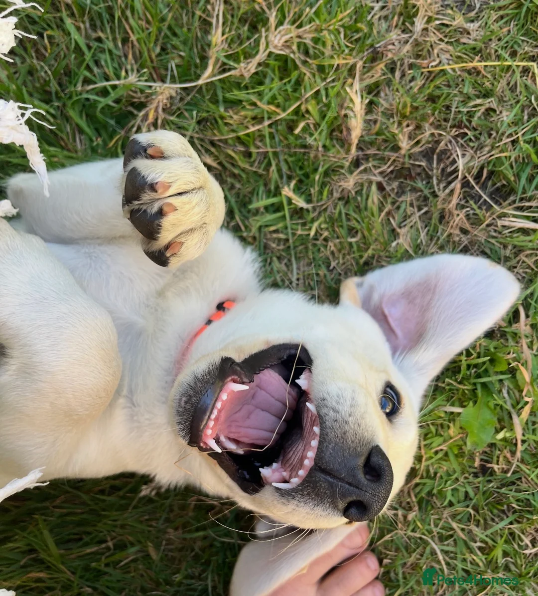 Labrador Retriever dogs for sale: Introducing… Anjola, your new best friend 💚 - Advert 5