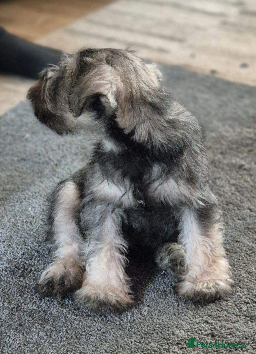 Miniature Schnauzer dogs for sale: All pups sold. Thank you - Advert 8