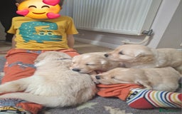 Golden Retriever dogs for sale: Beautiful KC reg Golden Retriever pups - Image 13