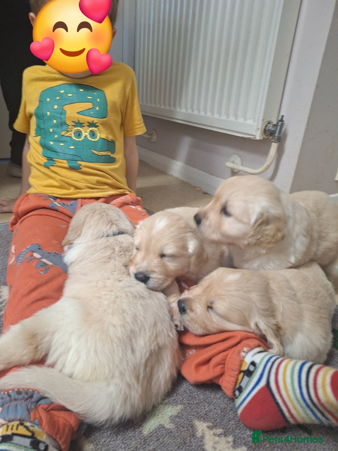 Golden Retriever dogs for sale: Beautiful KC reg Golden Retriever pups - Image 13