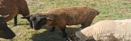 Sheep livestock for sale: Ram lamb in Bridgwater - Advert 3