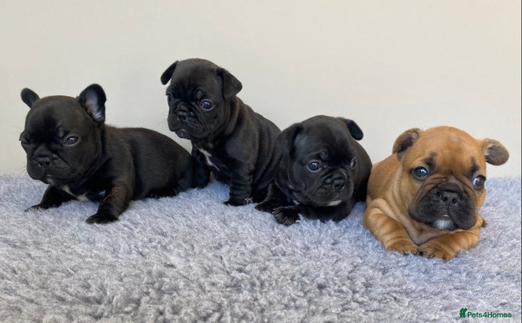 French Bulldog dogs - Advert 1