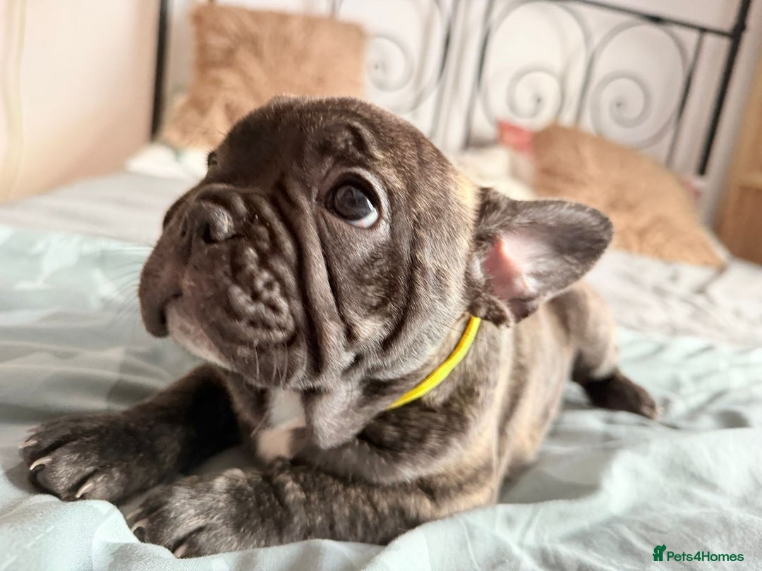 French Bulldog dogs for sale: Adorable French Bulldog puppies  - Advert 13