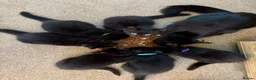 Mixed Breed cats for sale: Precious Little Fur Babies - Advert 2
