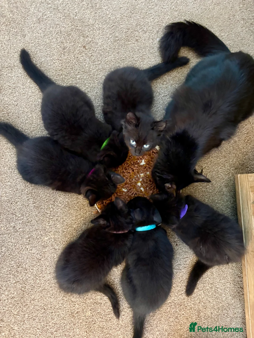 Mixed Breed cats for sale: Precious Little Fur Babies - Advert 2