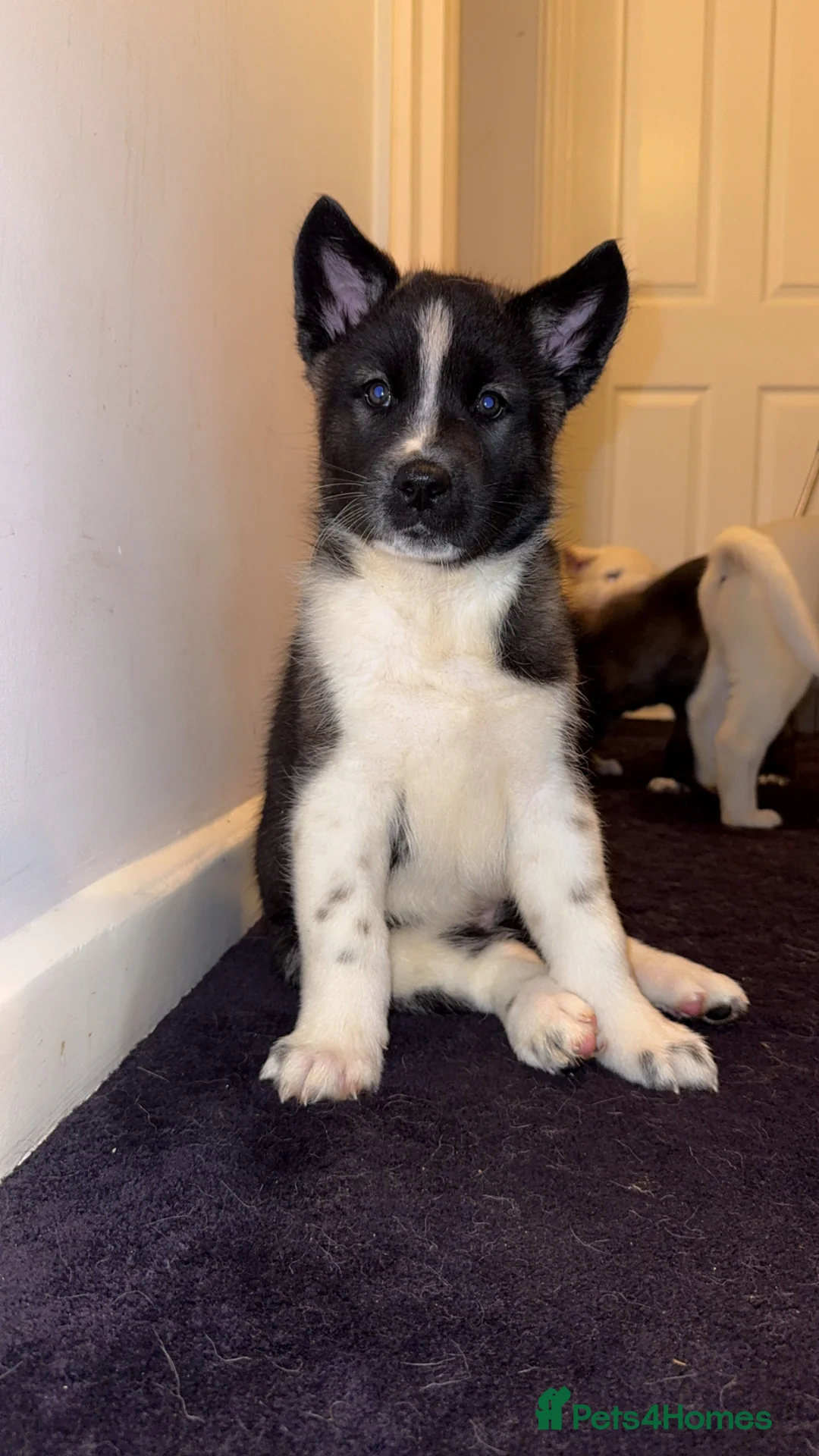 Mixed Breed dogs for sale: 7 beautiful American Akita Puppies ***5 left*** - Advert 16