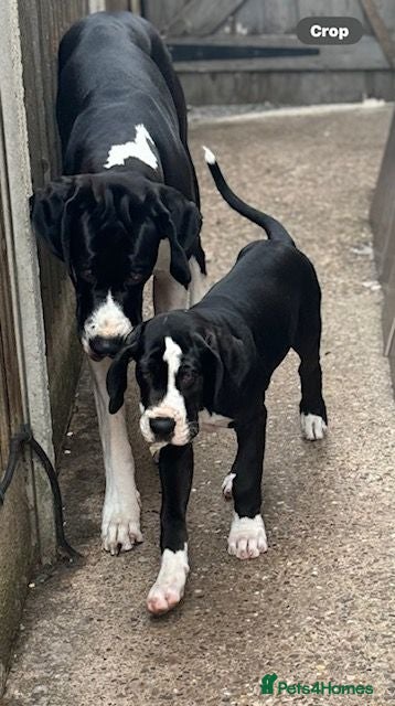 Great Dane dogs Chunky Great Dane puppies  - Advert 6