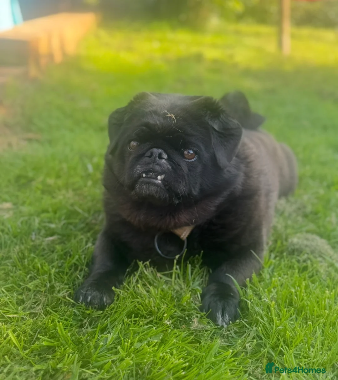 Mixed Breed dogs for sale: Meet Martin:Ready to Be Someone’s Best Friend - Advert 3