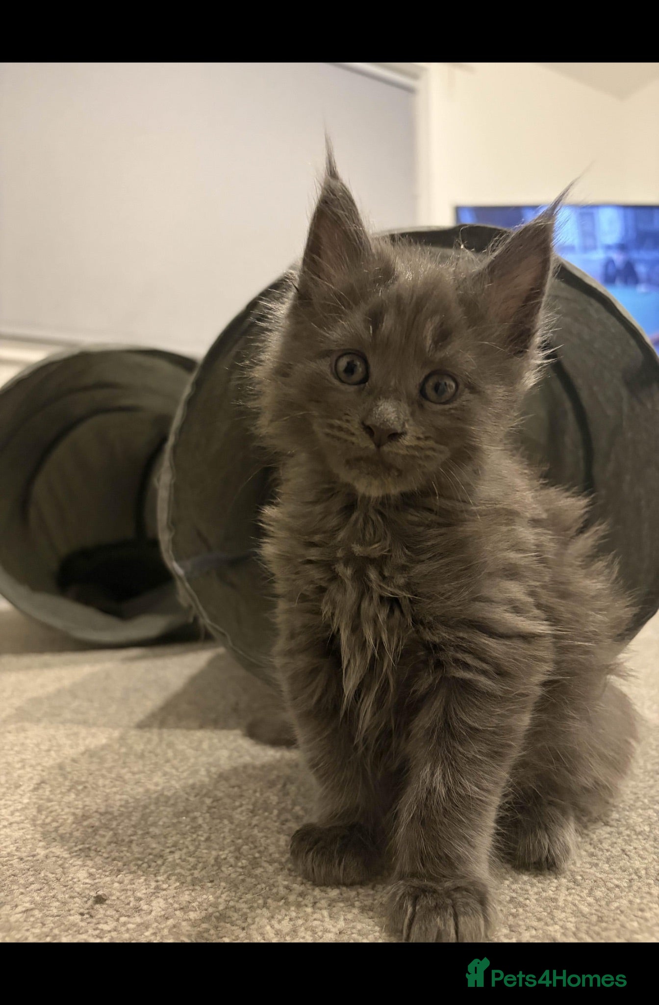 Maine Coon cats GCCF Registered MaineCoon Blue/Black Smoke & White - Advert 1