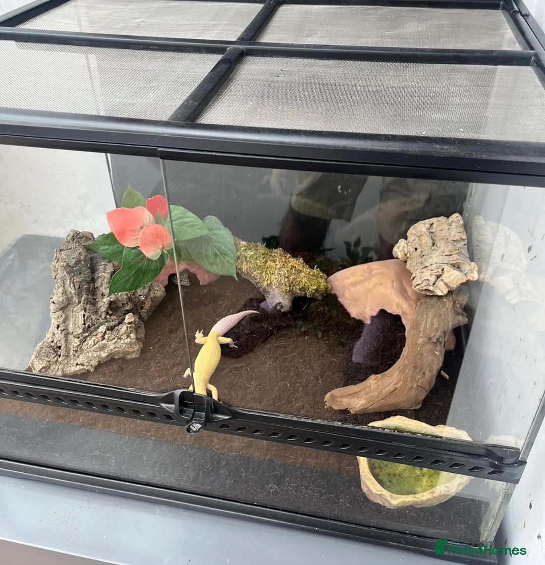 Leopard Gecko reptiles for sale: Leopard Gecko - Hi-Yellow morph - Advert 2