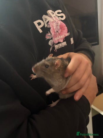 Rat rodents - Advert 1