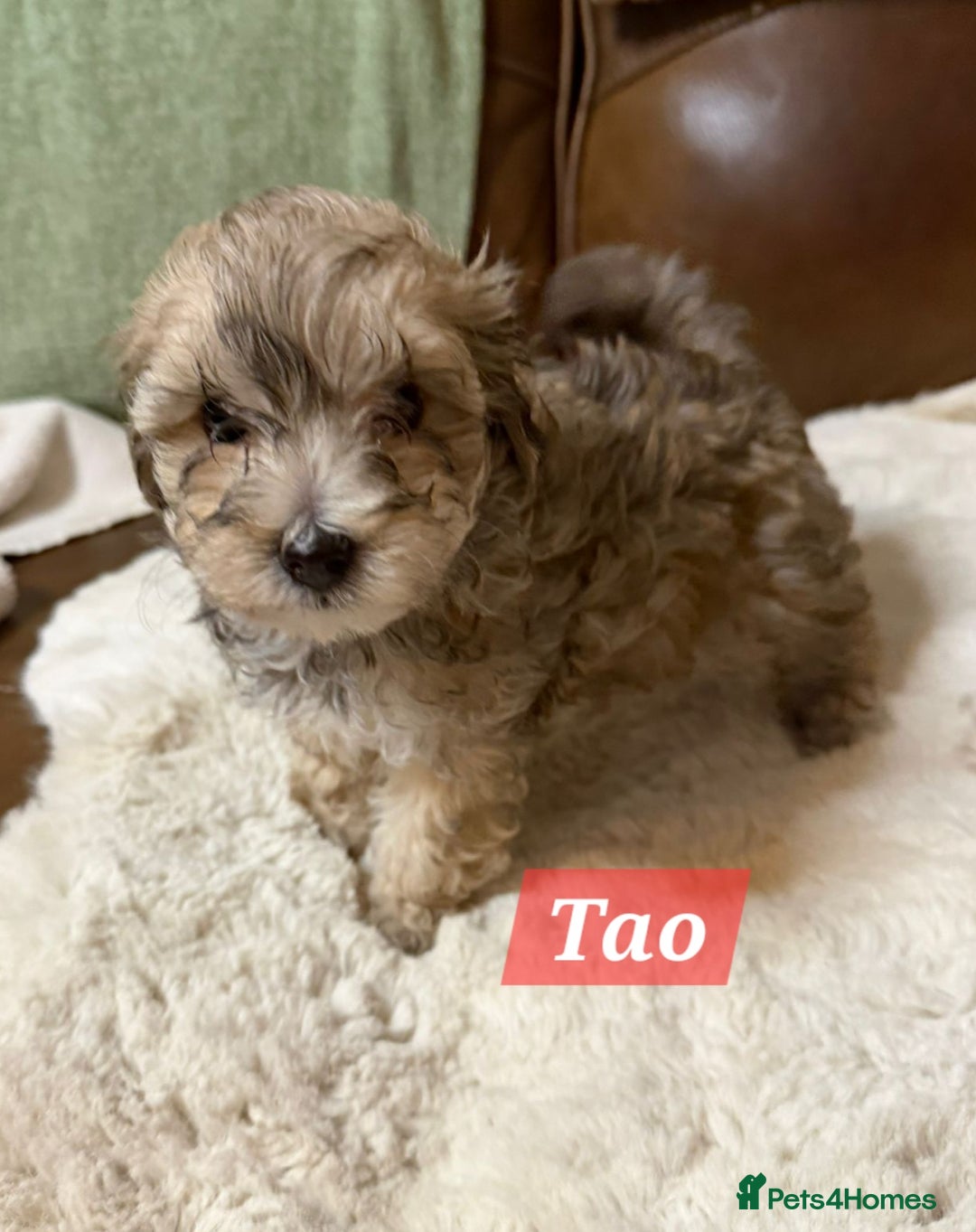 Maltipoo dogs for sale: Multipoo - Advert 7
