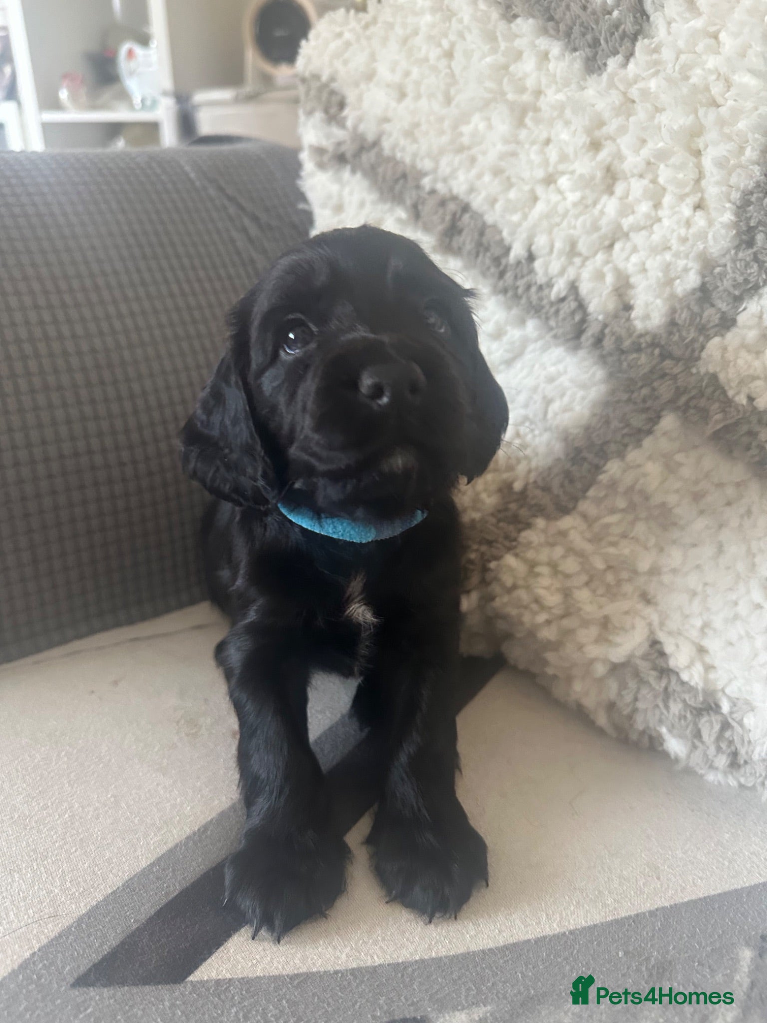 Cocker Spaniel dogs KC Registered working cocker spaniel puppies  - Advert 12