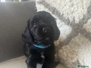 Cocker Spaniel dogs KC Registered working cocker spaniel puppies - Advert 2