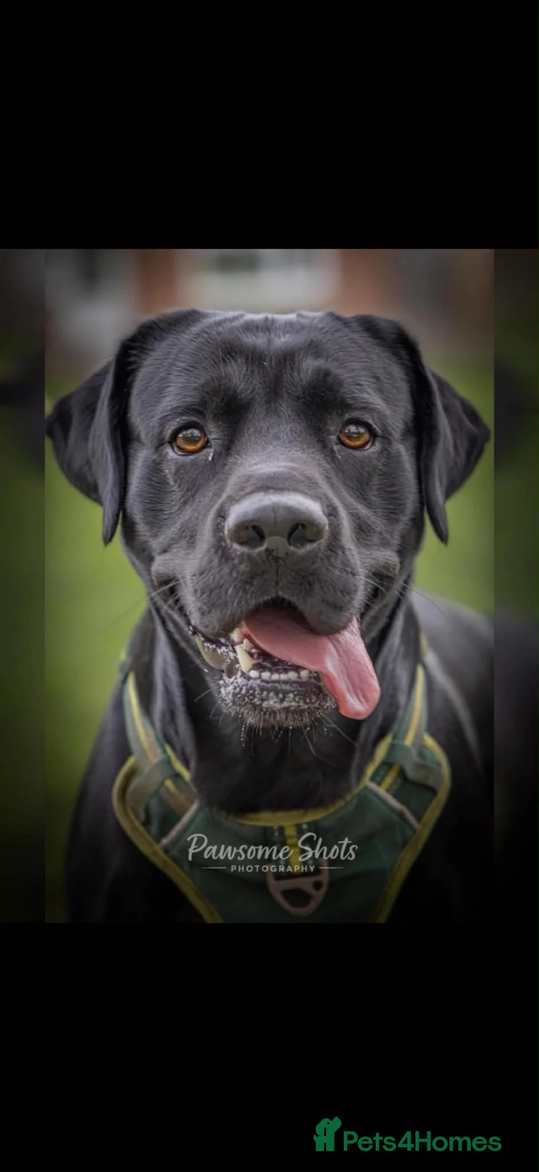 Labrador Retriever dogs for stud: Black Labrador STUD in Yeovil - Advert 1