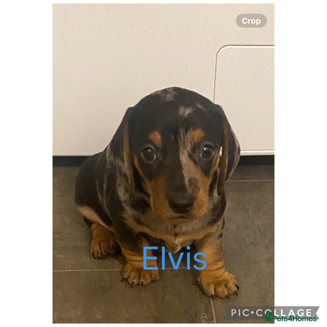 Miniature Dachshund dogs for sale: Miniture dachshund puppies  - Advert 6