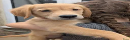 Golden Retriever dogs for sale: Beautiful KC registered Golden Retriever puppies  - Advert 6