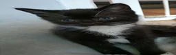 British Shorthair cats for sale: Adorable kittens girls and boys available  - Advert 2
