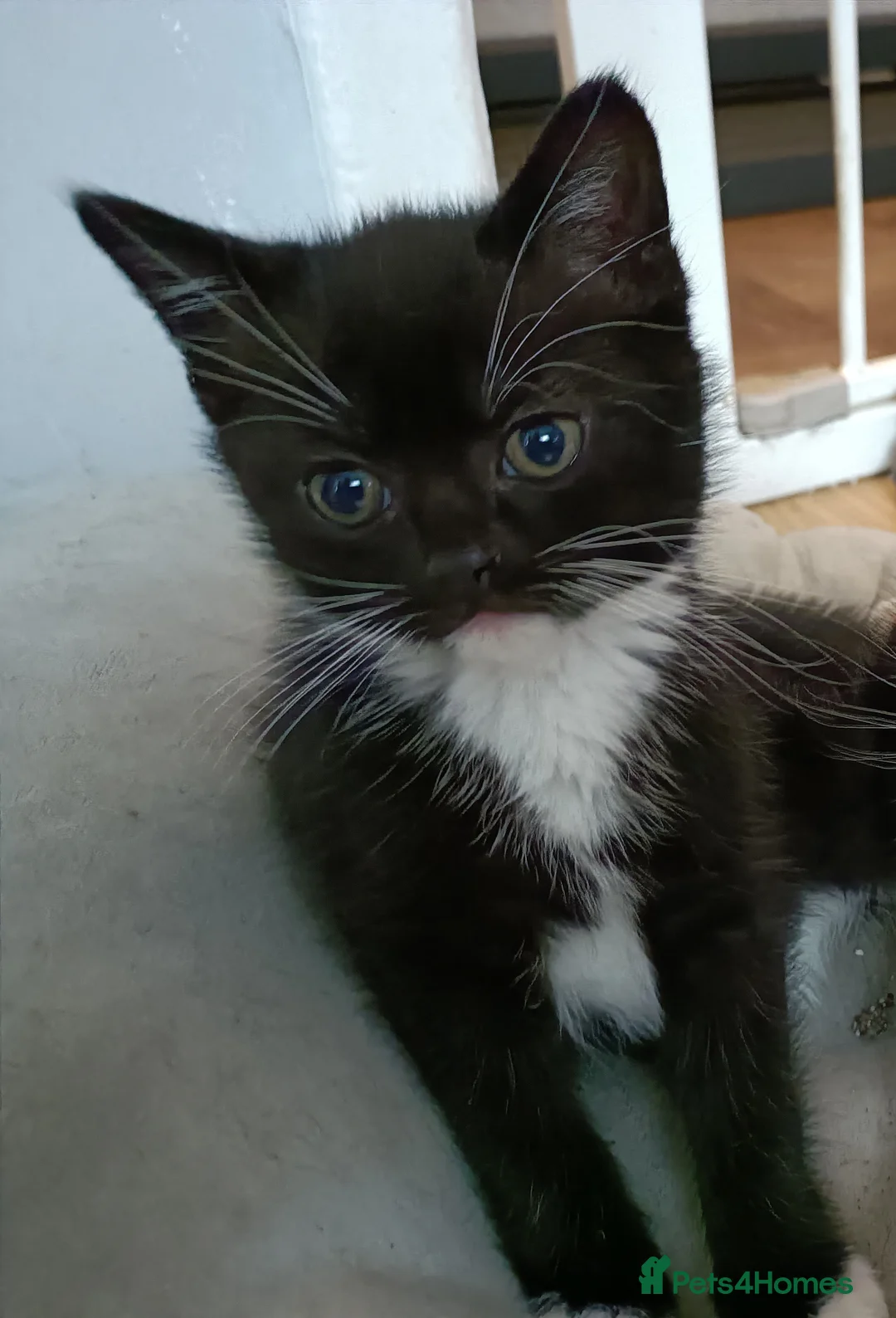 British Shorthair cats for sale: Adorable kittens girls and boys available  - Advert 2