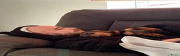 Miniature Dachshund dogs for sale: Frankie in Search of His Forever Home  in Alfreton - Advert 17