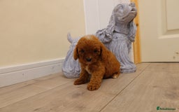 Cavapoo dogs for sale: F1 Cavapoo puppy's  - Image 5